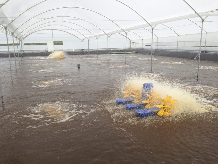 Article image for Resistance and resilience of small-scale RAS