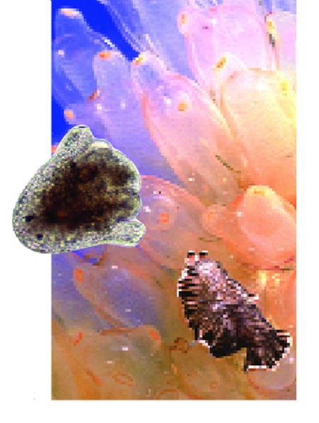 Article image for Flatworms potential harvesters of antitumor compounds