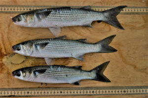 Mullet-based diets show promise as aquafeed ingredient