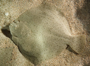 High supplementation levels of corn gluten meal in turbot diets