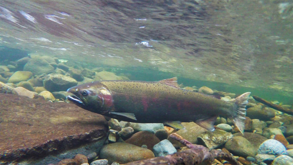 Article image for Genome editing potential to improve aquaculture breeding, production, Part 2