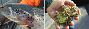 Genome editing: Potential to improve aquaculture breeding, production, Part 1