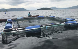 USSEC: Aquaculture ‘showing some life’ in sub-Saharan Africa