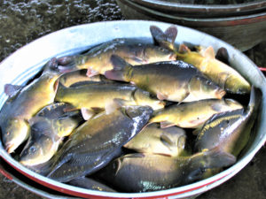 Low-tech aquaponic production of European carp and leafy vegetables
