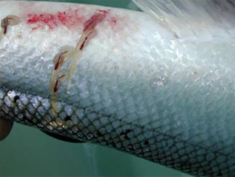 Article image for Norwegian researchers develop sea lice tracking model