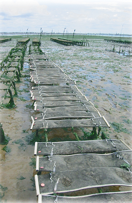 Article image for French program studies selective breeding in oyster spat