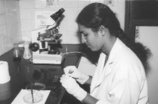 Article image for Screening black tiger shrimp seedstock for WSSV, MBV