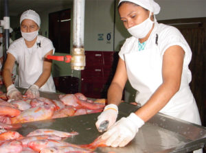 Evaluating tilapia processing silage in Pacific white shrimp diets