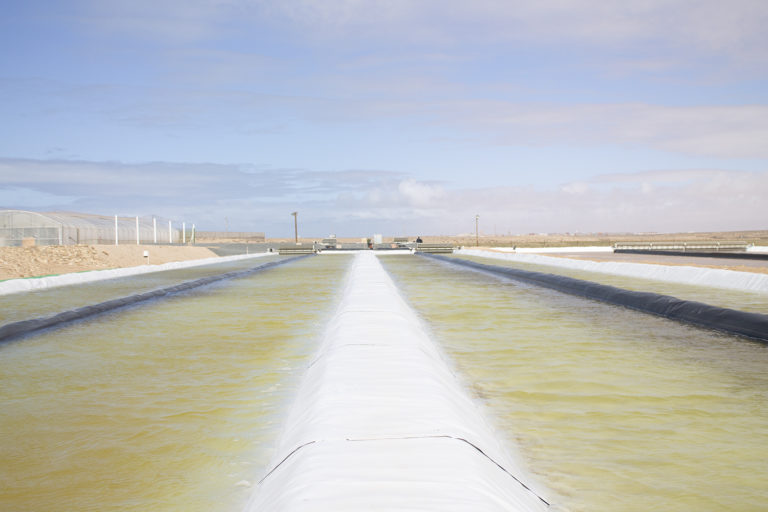 Article image for Sunlight, seawater and wind: A simple recipe for ambitious algae grower Susewi