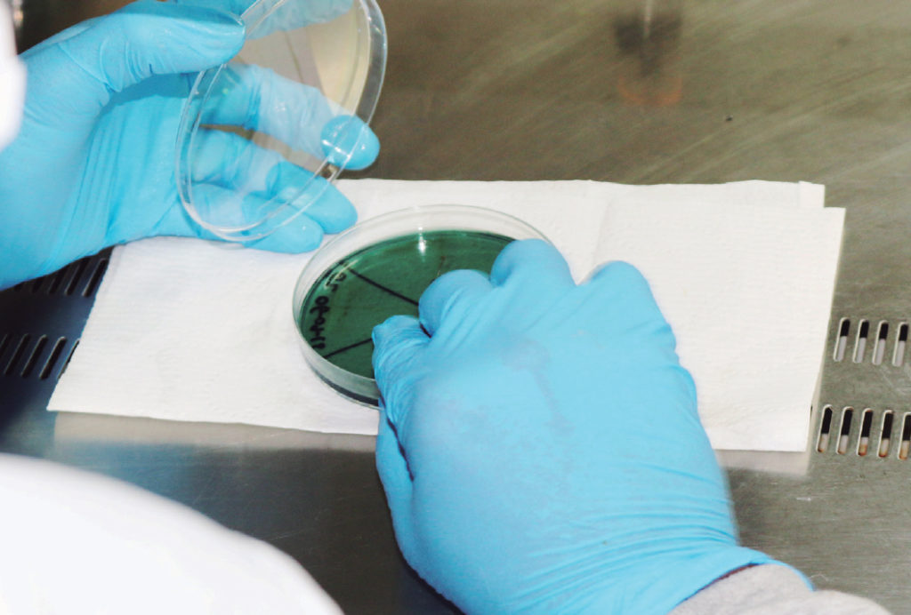 Article image for Probiotic capacity of <i>Pseudovibrio denitrificans</i> isolates from a marine sponge