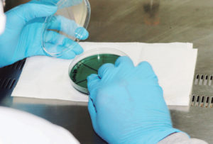 Probiotic capacity of <i>Pseudovibrio denitrificans</i> isolates from a marine sponge