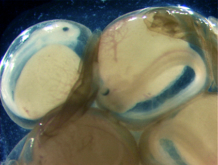 Article image for Hydrogen peroxide treatments improve catfish embryo survival
