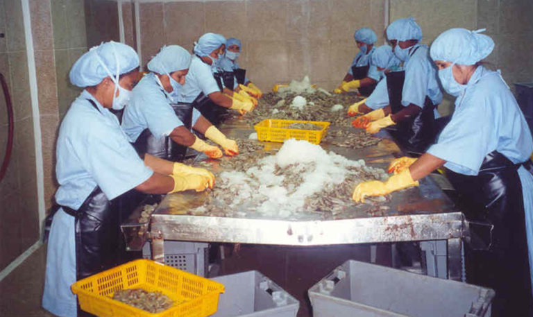 Article image for HACCP risk management tool controls viral pathogens at shrimp facilities