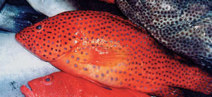 AHA says: Eat seafood twice a week