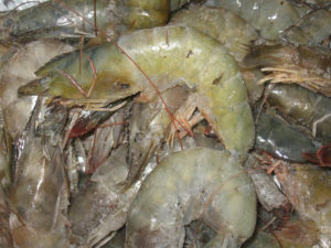 Effect of freeze-thaw cycles on quality of Pacific white shrimp