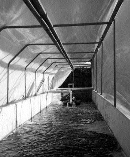 Article image for Bio-secure shrimp production: Emerging technologies for a maturing industry