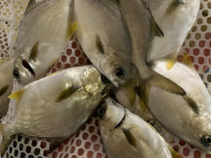 Full speed ahead for Florida pompano RAS farm