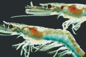 Shrimp postlarvae diets: New technology for flake manufacturing
