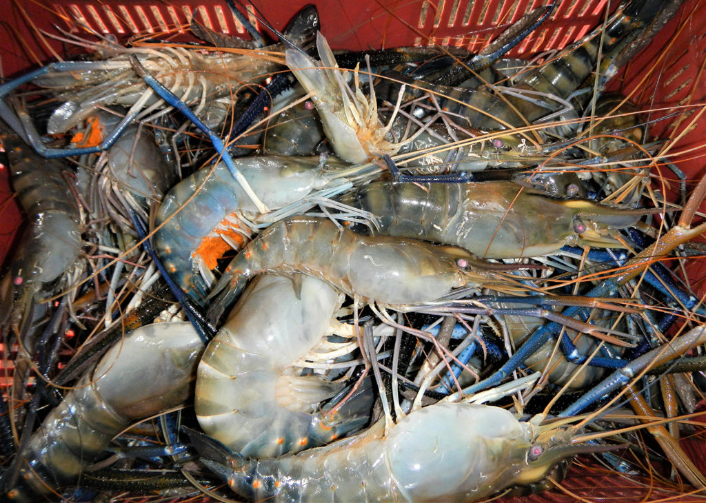 Article image for First report and description of Decapod Iridescent Virus-1 in giant freshwater prawns