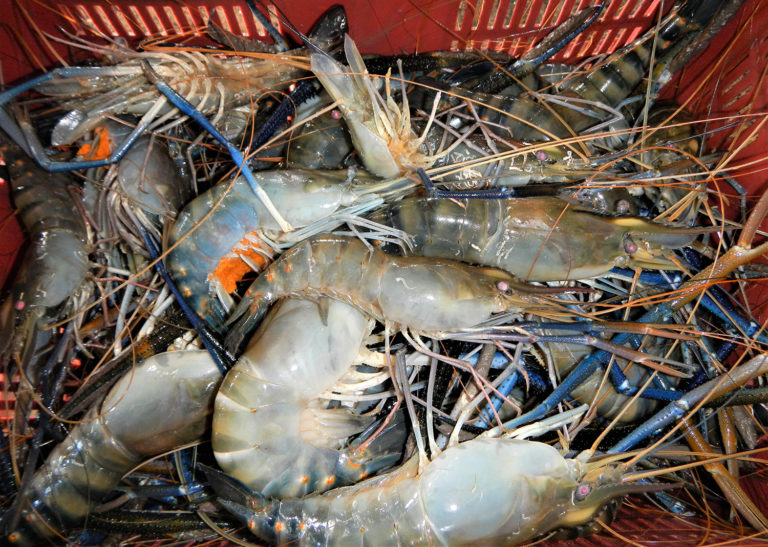 Article image for First report and description of Decapod Iridescent Virus-1 in giant freshwater prawns