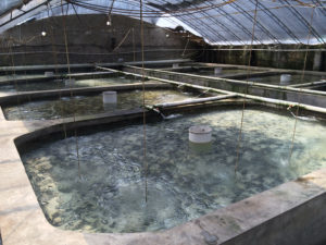 Waste in aquaculture, Part 2