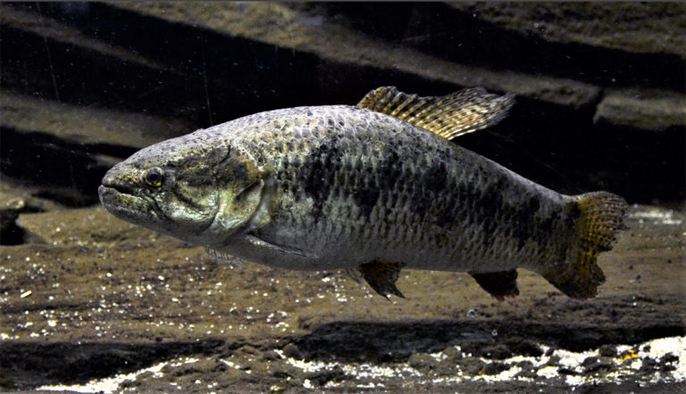 Article image for Evaluating the aquaculture potential of the neotropical fish trahira