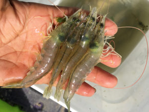 Effect of a commercial parabiotic on shrimp production
