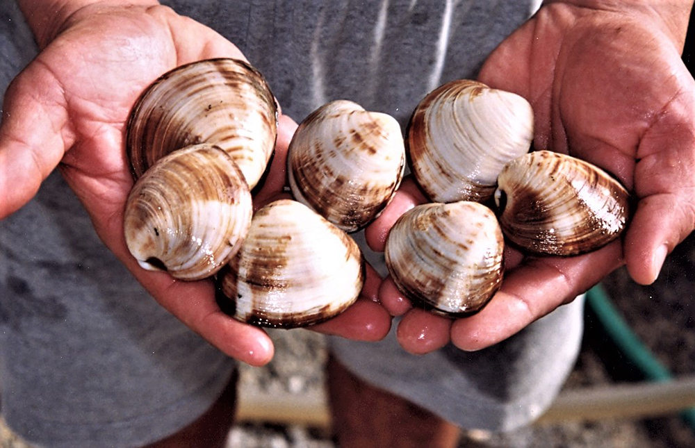 Article image for Use of probiotics in shellfish aquaculture