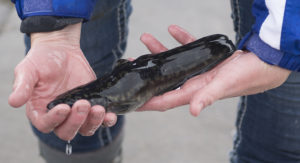Burbot conservation effort spawns commercial aspirations
