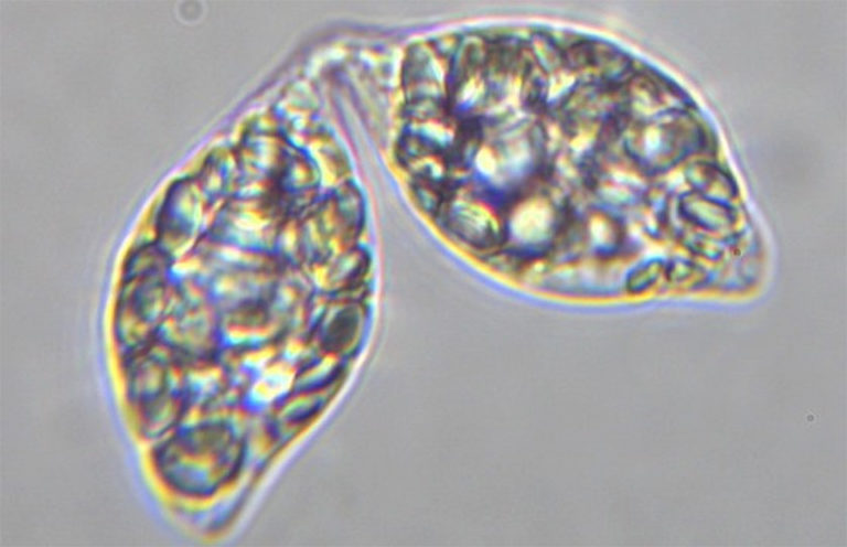 Article image for Supplementation of commercial, algae-sourced beta glucan in feeds for Pacific white shrimp juveniles