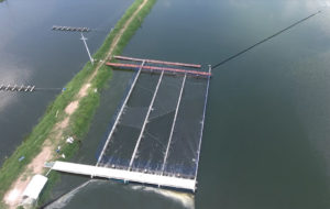 First trial growing vaccinated Nile tilapia in IPRS in Colombia