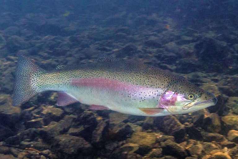 Article image for Prediction of freshness indicators in rainbow trout fillets