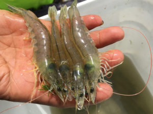 Study replaces dietary fish oil with microalgal oil