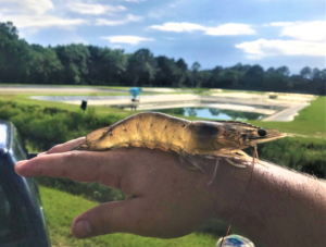 Acoustic feedback improves automated feeding systems for shrimp