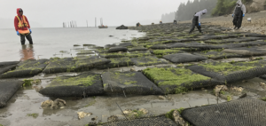 COVID-19 has the West Coast shellfish sector on hold  