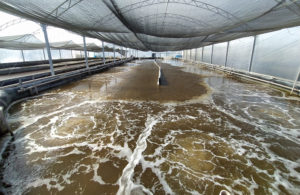 Evaluating compensatory growth in Pacific white shrimp in a biofloc system