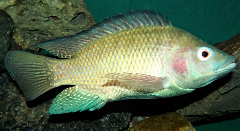 Article image for Development of Lactococcus garvieae autovaccine for Nile tilapia