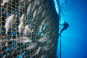 With executive order in hand, will USA get in the aquaculture game?