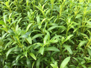 Sea purslane research at Mote Aquaculture Research Park