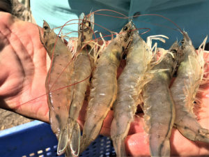 In vitro protein digestibility of a microbial-enhanced protein for juvenile white shrimp
