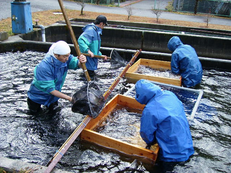 Article image for Provenance underpins branding of Japan’s Shinshu salmon
