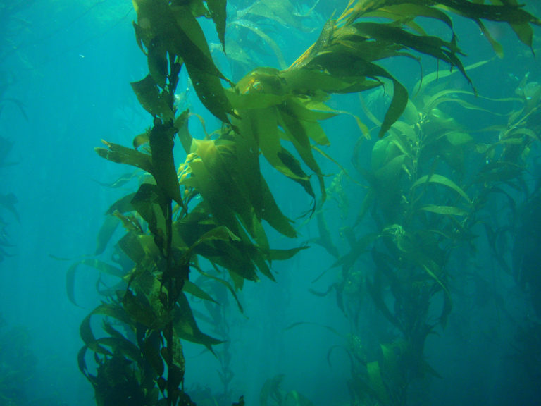 Article image for Evaluating kelp and maize meals as biofloc nucleation sites for tilapia fingerlings