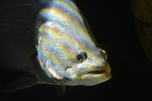 Efforts to address off-flavors in RAS fish are off the charts