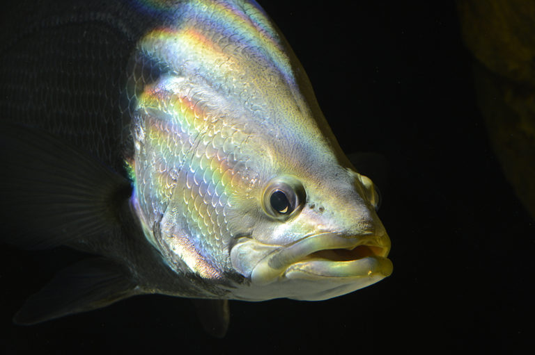 Article image for Efforts to address off-flavors in RAS fish are off the charts