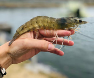 Evaluation of a fishmeal analog in biofloc culture of Pacific white shrimp