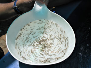 Commercial microbial biomass additive evaluated in black tiger shrimp diets