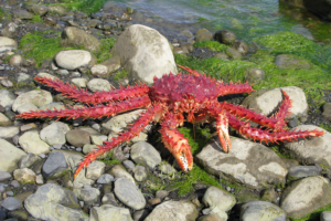 Evaluating physiological, energetic, nutritional requirements of southern king crab