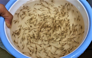 Assessing effects of long-term pH stress to Pacific white shrimp juveniles