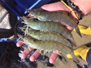 Feed competition reduces heritable variation for weight in Pacific white shrimp