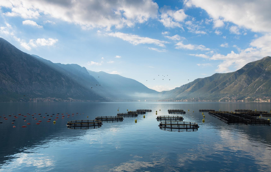 Article image for Today’s Farmed Fish: Aquaculture Re-examined for the Conscious Consumer